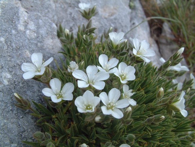 Mcneillia (=Minuartia) graminifolia subsp. rosanoi / Minuartia di Rosano